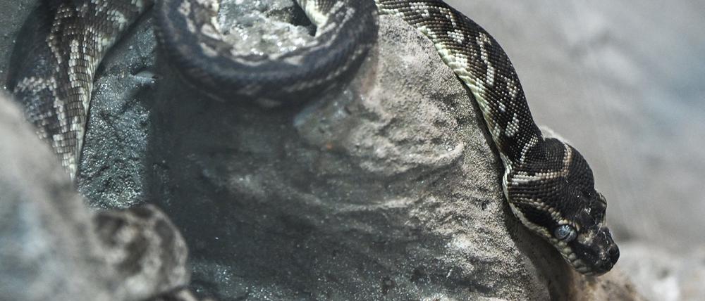 Gehört zu seltensten Schlangenarten der Welt: Rauschuppenpython im Tierpark Perleberg.