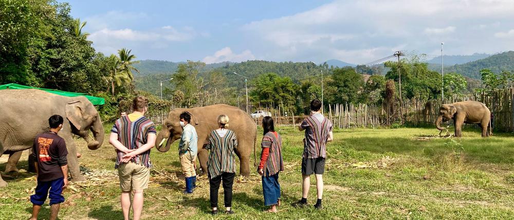 In thailändischen Elefantencamps kommen Touristen den Tieren ganz nahe. (Archivbild)
