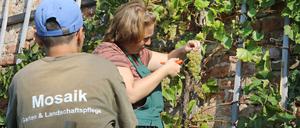 Beginn der Weinlese auf dem Klausberg in Potsdam. Etwa 20 Helfer aus den „Mosaik-Werkstätten“ Berlin halfen bei der Lese von Rotwein (Regent) und Weißwein (Phönix).