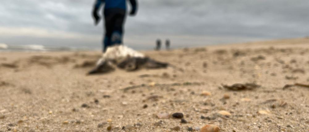 Die Tiere wurden ans Ufer gespült und verenden dort.