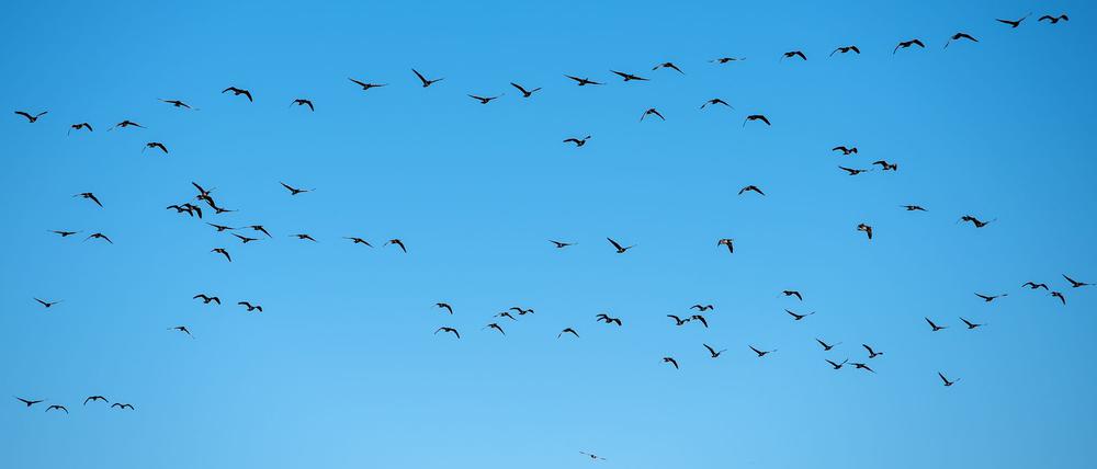 Derzeit grassiert die größte je dokumentierte Vogelgrippewelle. (Symbolbild)