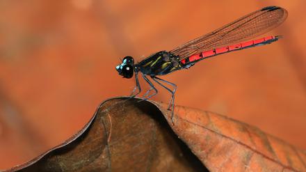 Kleinlibellen wie Chlorocypha cyanifrons sind zur Fortpflanzung auf geeignete Gewässer angewiesen. Diese afrikanische Art gilt bislang nicht als gefährdet. 