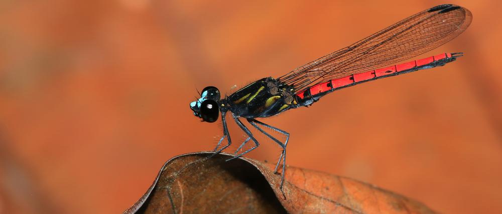 Kleinlibellen wie Chlorocypha cyanifrons sind zur Fortpflanzung auf geeignete Gewässer angewiesen. Diese afrikanische Art gilt bislang nicht als gefährdet. 