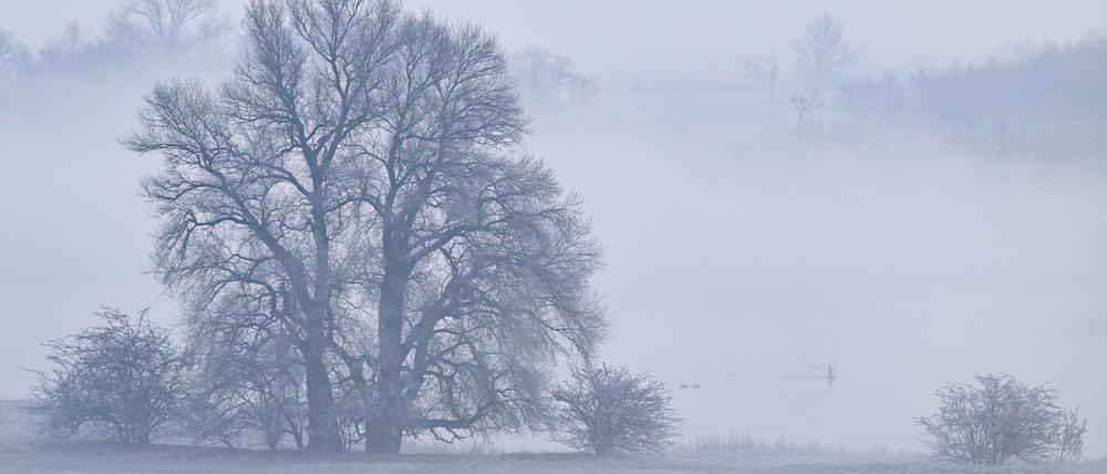 Nach einem wechselhaften Mittwoch kehrt am Donnerstag in Berlin und Brandenburg der Schnee zurück. (Archivbild)