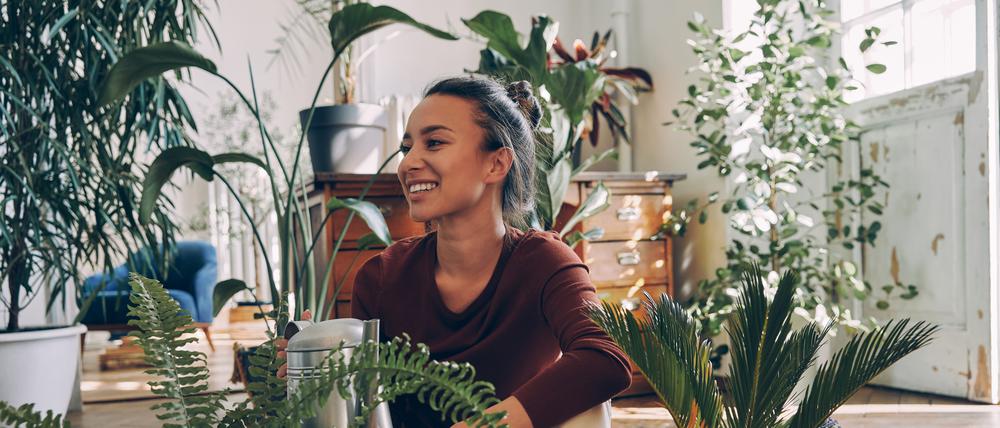 Ob Zimmerpflanzen die Luftqualität entscheidend verbessern, ist umstritten – bei vielen Menschen hebt das Grün aber die Stimmung.