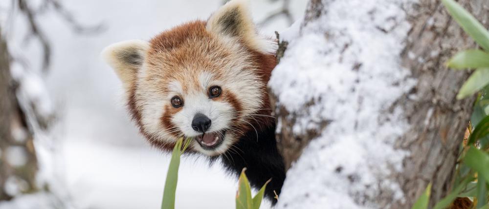 Ausgebüxt und wieder eingefangen: Panda-Zwillinge nutzten den Schnee in der Schweiz für ein Abenteuer.  