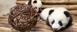 Die kleinen Pandas erkunden die Bank.