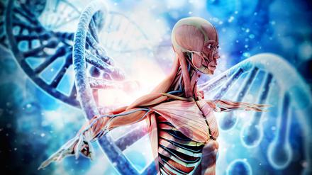 Die Muskeln auf DNA-Ebene reparieren – das ist die Idee.