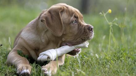 Kauknochen stehen im Verdacht, neurologische Symptome bei Hunden auszulösen: Jaulen und Bellen, Panikattacken und unkontrollierte Bewegungen, teilweise epileptische Anfälle.