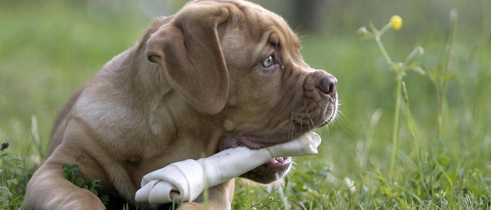 Kauknochen stehen im Verdacht, neurologische Symptome bei Hunden auszulösen: Jaulen und Bellen, Panikattacken und unkontrollierte Bewegungen, teilweise epileptische Anfälle.