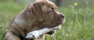 Kauknochen stehen im Verdacht, neurologische Symptome bei Hunden auszulösen: Jaulen und Bellen, Panikattacken und unkontrollierte Bewegungen, teilweise epileptische Anfälle.