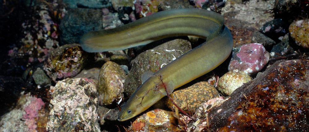 Laut der Roten Liste der IUCN ist der Europäische Aal (Anguilla anguilla) vom Aussterben bedroht.