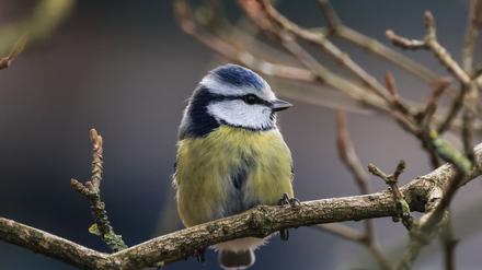 Die Aktion „Stunde der Wintervögel“ ruft Interessierte auf, Vögel zu zählen - zum Beispiel Blaumeisen. (Archivbild)