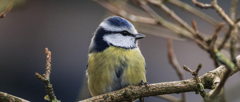 Die Aktion „Stunde der Wintervögel“ ruft Interessierte auf, Vögel zu zählen - zum Beispiel Blaumeisen. (Archivbild)