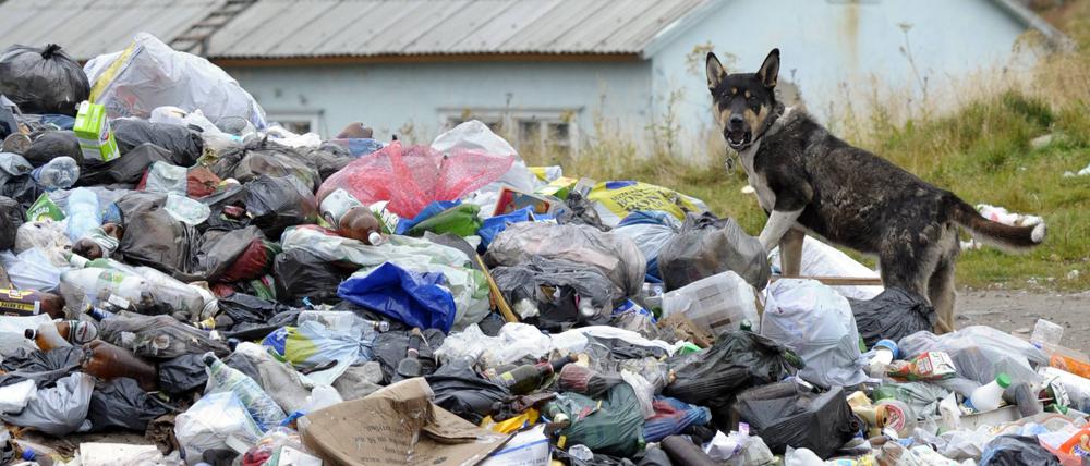 Symbolbild. Ein Hund streunt über eine illegale Müllkippe vor einem Haus in Russland (Region Murmansk).