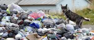 Symbolbild. Ein Hund streunt über eine illegale Müllkippe vor einem Haus in Russland (Region Murmansk).