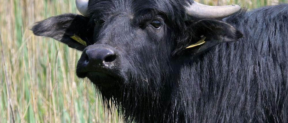 Drei Wasserbüffel sind an der Maul- und Klauenseuche verendet. (Symbolbild)