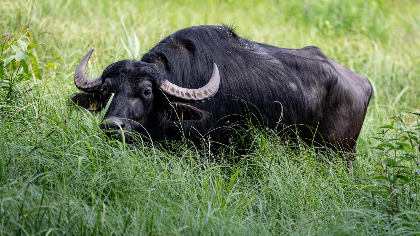 Foot-and-mouth disease in Brandenburg: Three water buffaloes die in the ...