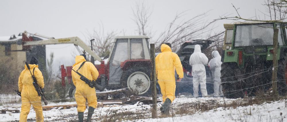 Nach dem Ausbruch der Maul- und Klauenseuche müssen weitere Tiere getötet werden - Personen in Schutzanzügen sind im Einsatz. 