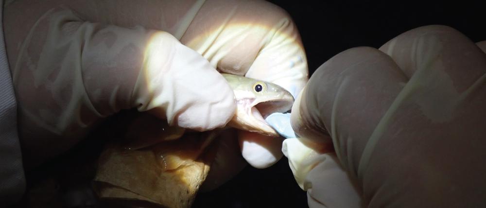 Bei einem Senegal-Flösselhecht (Polypterus senegalus) wird ein Zahnabdruck genommen.