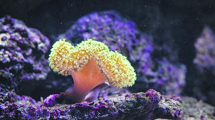 Klingende Korallen? Die TU verrät in einem ihrer Labore, was es damit auf sich hat.