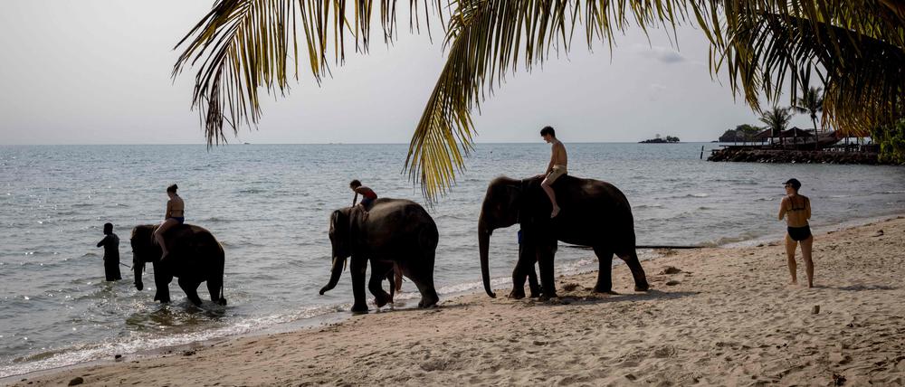 „Ein Elefant ist immer noch ein wildes Tier“, sagt ein Expertin.