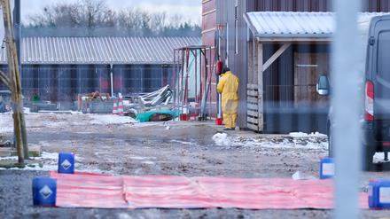 Eine Person in Schutzkleidung stülpt sich eine Mütze über, während sie zwischen Stallungen auf einem Betrieb in Mehrow steht. 
