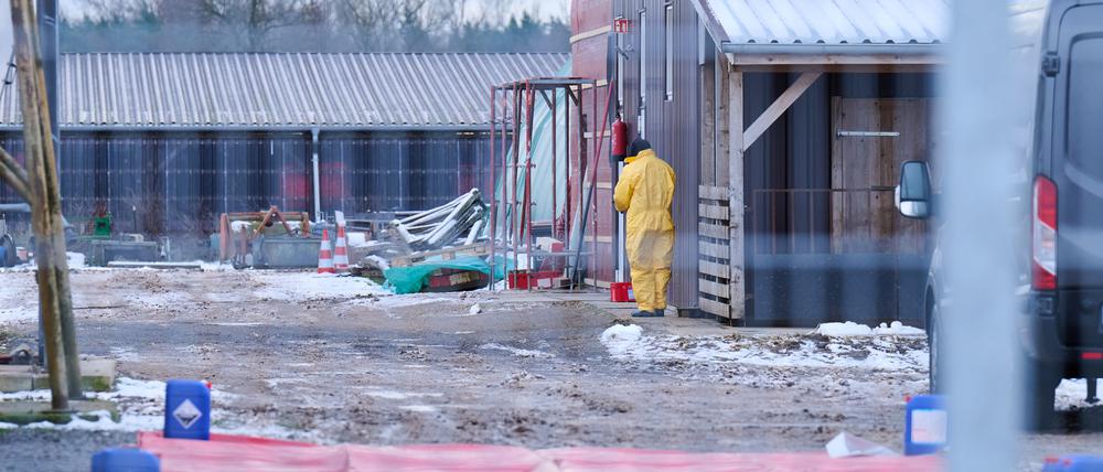 Eine Person in Schutzkleidung stülpt sich eine Mütze über, während sie zwischen Stallungen auf einem Betrieb in Mehrow steht.