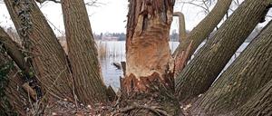 Nagespuren eines Bibers am Heiligen See in Potsdam.