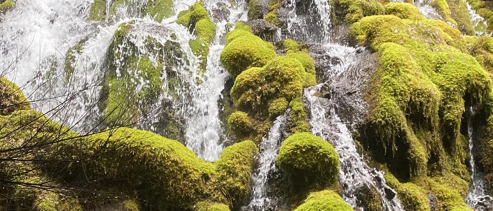 Eine Quelle in den Kaskaden von Zentral-Oregon, die die Entwicklung der vulkanischen Landschaft und eines Grundwasserleiters mit hohem Volumen auf dem Bergkamm zeigt.