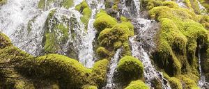 Eine Quelle in den Kaskaden von Zentral-Oregon, die die Entwicklung der vulkanischen Landschaft und eines Grundwasserleiters mit hohem Volumen auf dem Bergkamm zeigt.