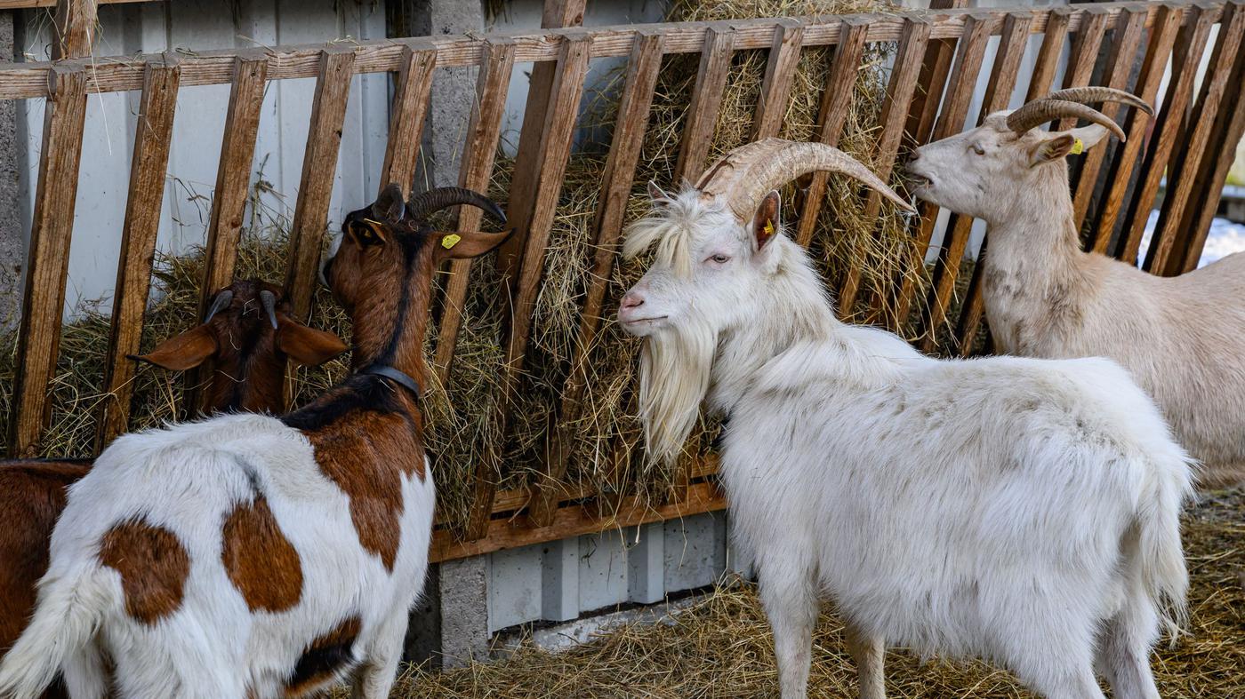 Foot-and-mouth disease: Hundreds of animals in Berlin-Lichtenberg are ...
