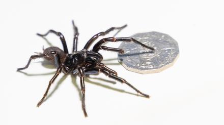 Im Australian Reptile Park werden die Männchen zur Herstellung eines Gegengifts gemolken.