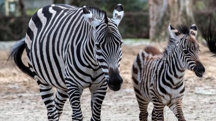 Böhm-Zebra Nachwuchs namens Gamba