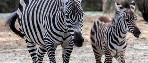 Böhm-Zebra Nachwuchs namens Gamba