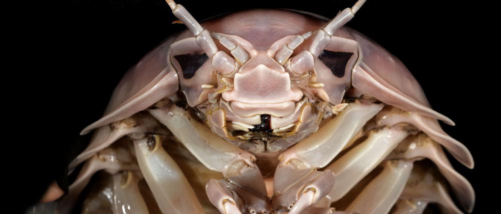 Die neu entdeckte Asselart heißt Bathynomus vaderi - nach dem Star-Wars-Bösewicht Darth Vader.