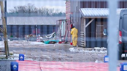 Nach dem Ausbruch der Maul- und Klauenseuche wurden im Umkreis des Ausbruchsorts vorsorglich Schweine und andere Tiere getötet. Die Sorge vor den wirtschaftlichen Auswirkungen der Tierseuche ist groß.