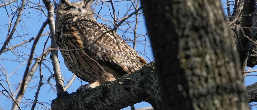 Der berühmte Uhu Flaco kommt ins Museum. (Archivbild)