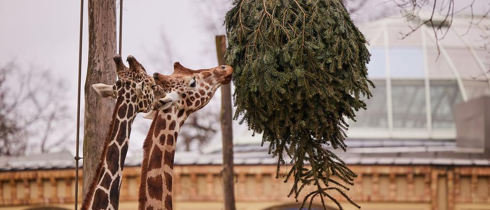 Die bedrohten Rothschildgiraffen wären für das Virus potenziell empfänglich (Archivbild).