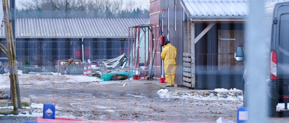 Zum Schutz vor einer möglichen Ausbreitung der Maul- und Klauenseuche sollten am Donnerstagvormittag vorsorglich rund 200 Schweine im brandenburgischen Landkreis Barnim getötet werden.