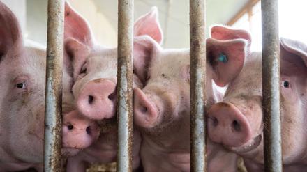 Massentierhaltung kann nach Ansicht des Präsidenten des Deutschen Tierschutzbundes, Thomas Schröder, zu unbeherrschbaren Seuchenausbrüchen führen. (Archivbild)