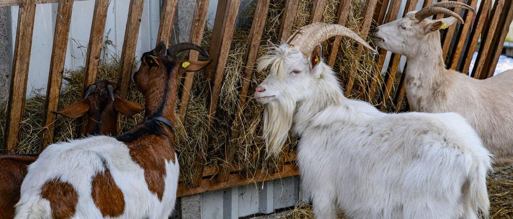 In Brandenburg ist ein weiterer Verdachtsfall der MKS aufgetreten. (Symbolbild)