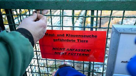 MKS war vergangene Woche im brandenburgischen Landkreis Märkisch-Oderland ausgebrochen. (Archivbild)