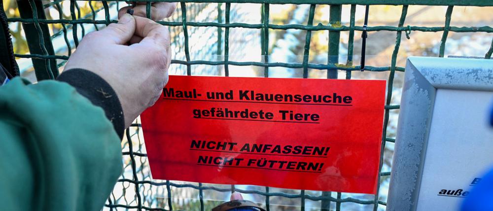 MKS war vergangene Woche im brandenburgischen Landkreis Märkisch-Oderland ausgebrochen. (Archivbild)