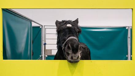 Ein Pferd bei der internationalen Grünen Woche Berlin 2025 in der Tierhalle.