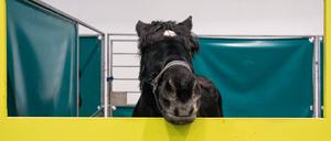 Ein Pferd bei der internationalen Grünen Woche Berlin 2025 in der Tierhalle.
