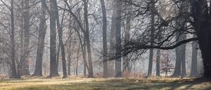 Der Wetterdienst kündigt Sonnenschein und einstellige Temperaturen in Berlin und Brandenburg an. (Symbolbild)