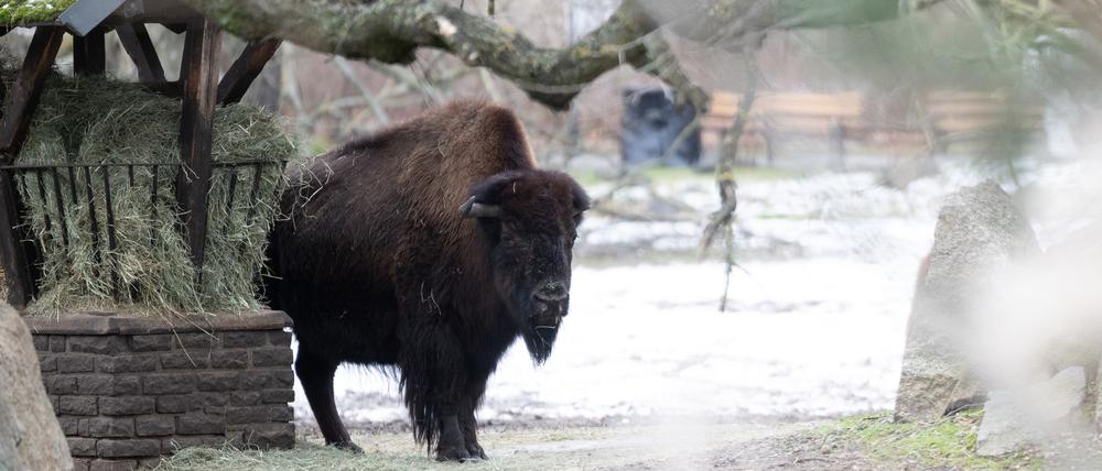 Der Tierpark Berlin ist nach dem Ausbruch der Maul- und Klauenseuche in Brandenburg weiter für Besucher geschlossen. (Archivfoto)