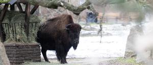 Der Tierpark Berlin ist nach dem Ausbruch der Maul- und Klauenseuche in Brandenburg weiter für Besucher geschlossen. (Archivfoto)