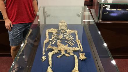 Geochemikerin Tina Lüdecke steht neben „Little Foot“, einem bemerkenswert gut erhaltenen Skelett des Australopithecus, das in den Sterkfontein-Höhlen entdeckt wurde und als das vollständigste Skelett eines Vormenschen gilt, das je gefunden wurde. In ihrer Forschung arbeiten Lüdecke und ihr Team jedoch hauptsächlich mit isolierten versteinerten Zahnfragmenten. Eine neue Studie untersucht die Essgewohnheiten des Vormenschen Australopithecus und kommt zum Schluss, dass Fleisch, wenn überhaupt, nur sehr selten auf der Speisekarte stand.